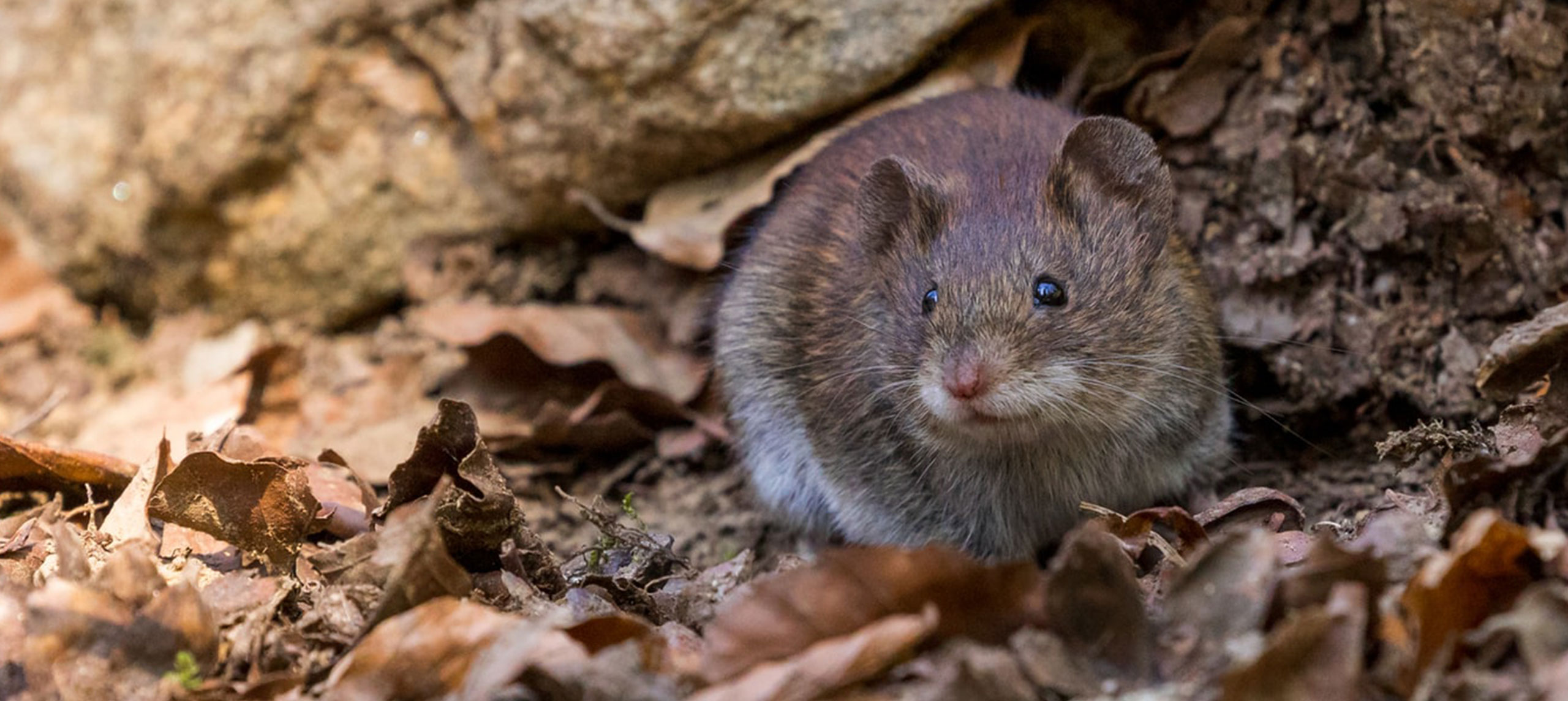 Rat in de stad